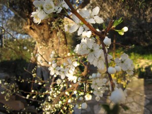 Greek spring, Lefkada 15.03.12
