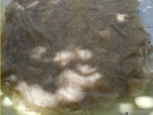 felted carpet -buenas dias- process